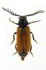 Drilus flavescens